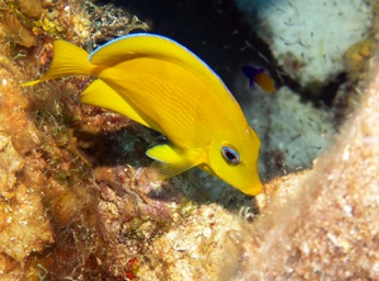 Juvenile Blue Tang